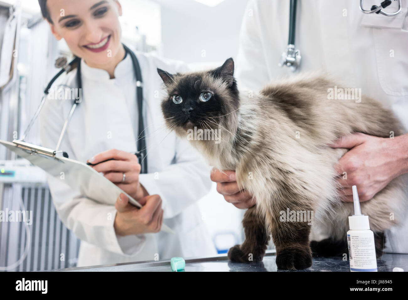 Cat on examination table of veterinarian clinic with two pet doc Stock ...