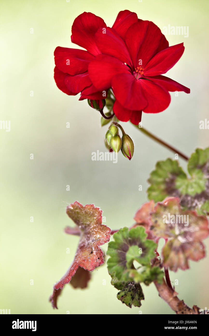 Red geranium flower blooms macro on green background. Red geraniums in a summer garden. Stock Photo