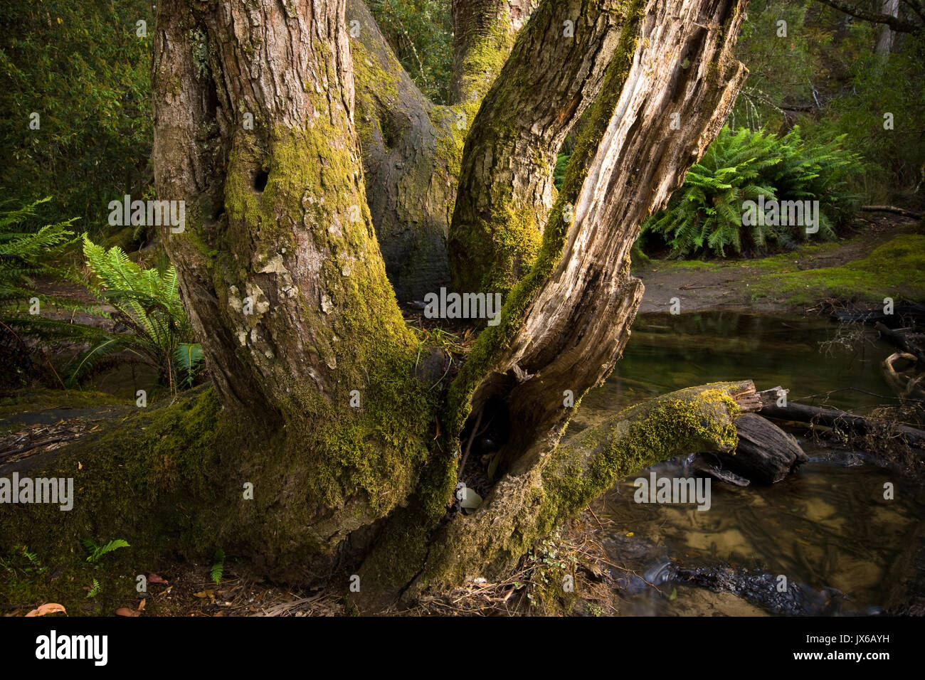 Old tree in Tasmanian Temperate Rain Forest. Stock Photo