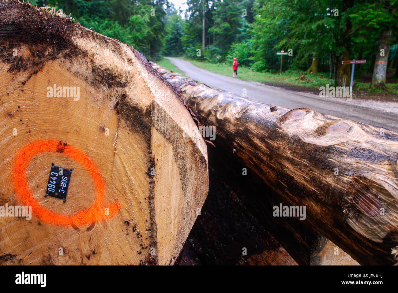 Cut fir trees in the the Forest of Joux, Jura (France