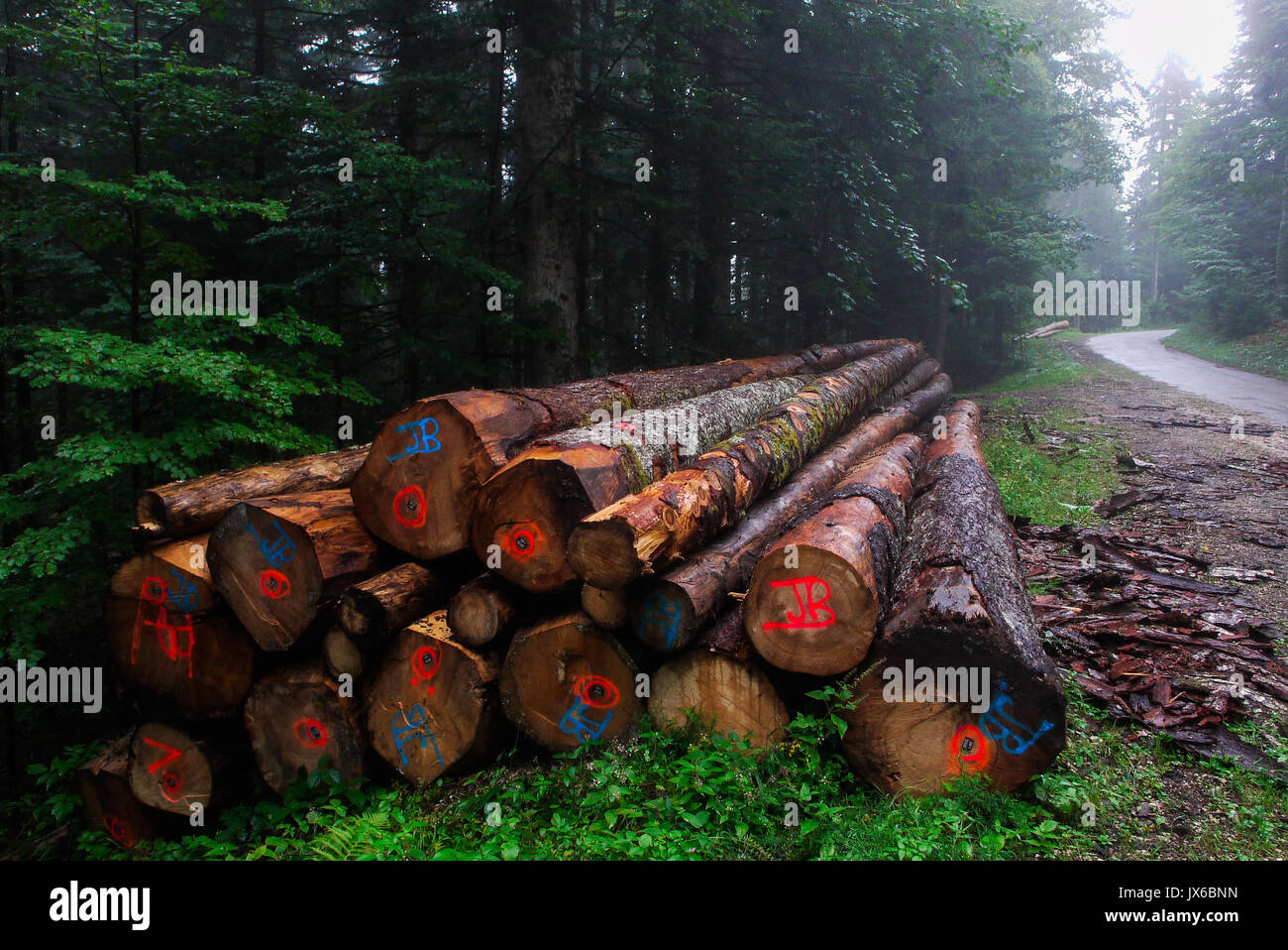 Cut fir trees in the the Forest of Joux, Jura (France