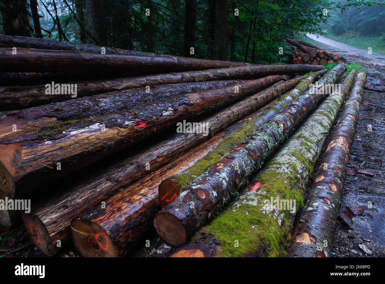 Cut fir trees in the the Forest of Joux, Jura (France