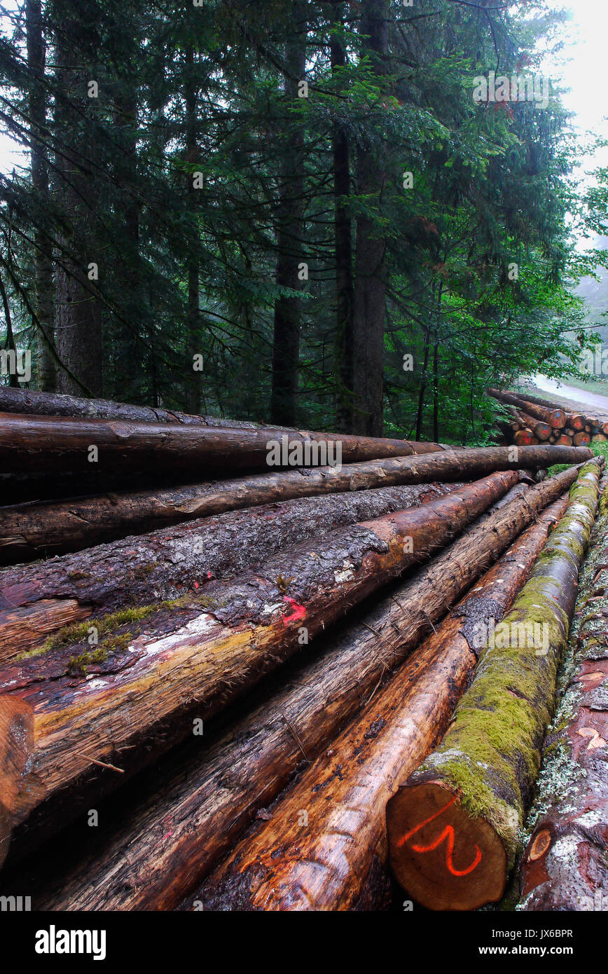 Cut fir trees in the the Forest of Joux, Jura (France
