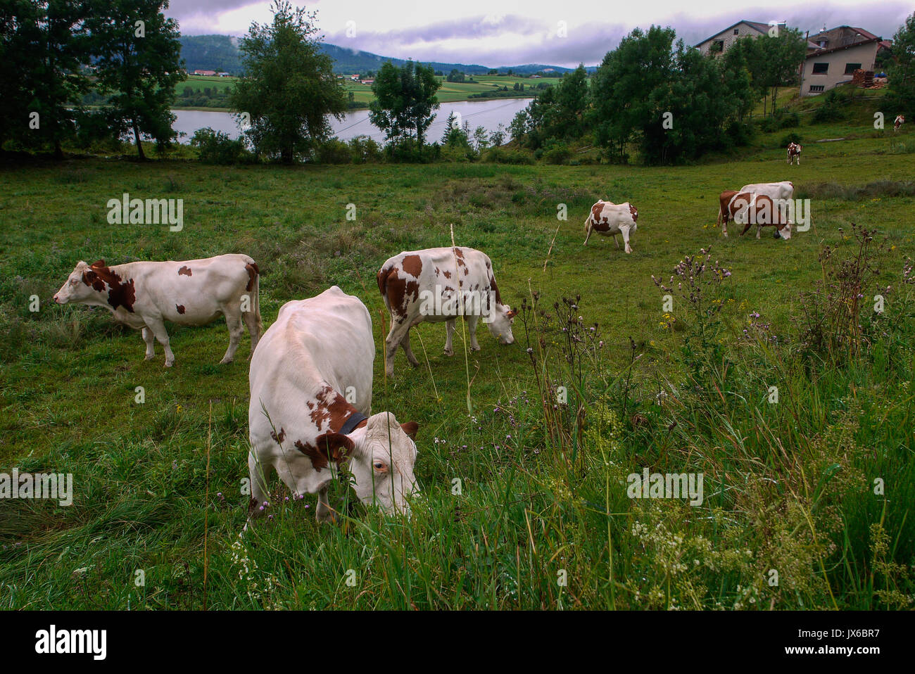 Herd of milk cows in Grandvaux Lake area, Franche-Comté, Jura (France) Stock Photo