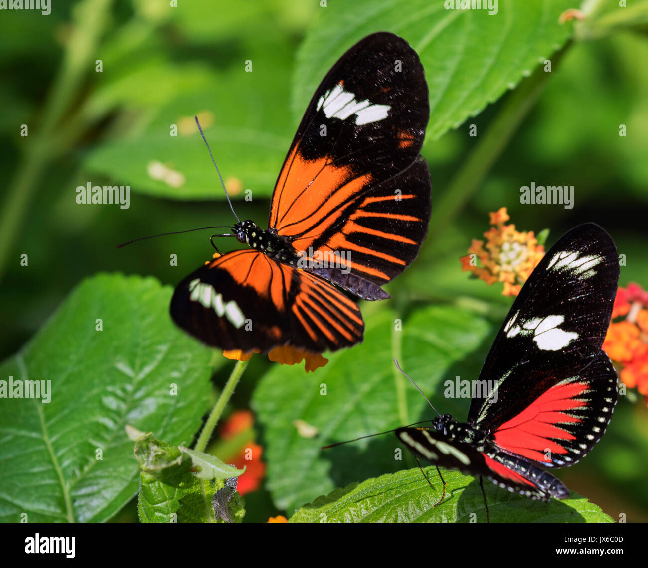 Two postman butterflies (Heliconius melpomene) on flowers, Corcovado ...