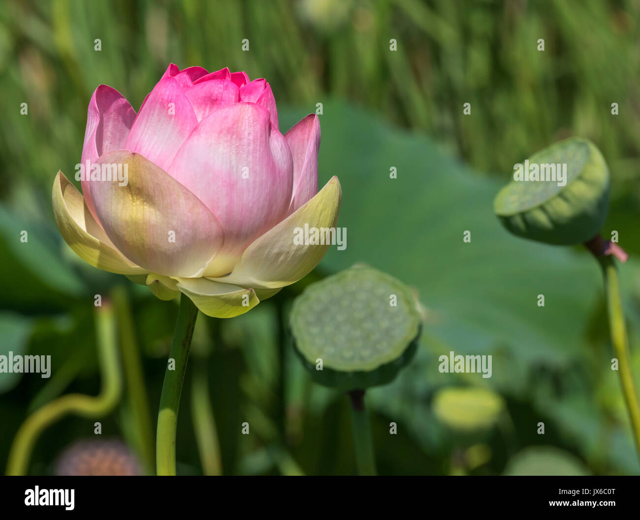 Nelumbo lutea hires stock photography and images Alamy