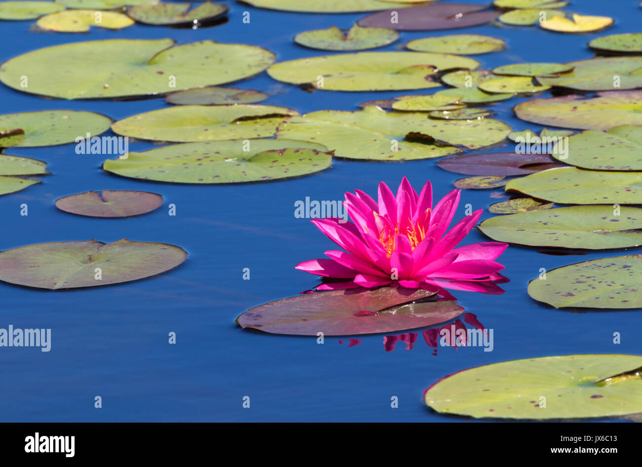 Bright pink water lily duplicates  in the blue water Stock Photo