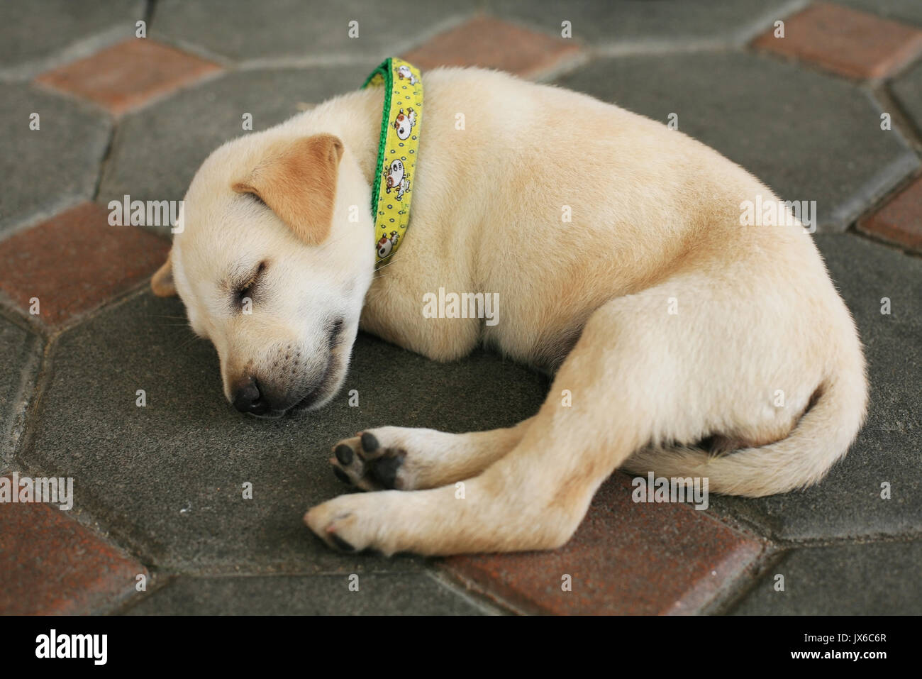 Should Puppies Sleep In Their Collars