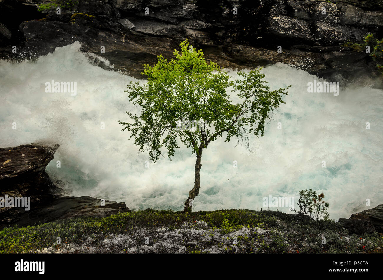 Lonely tree standing river hi-res stock photography and images - Alamy