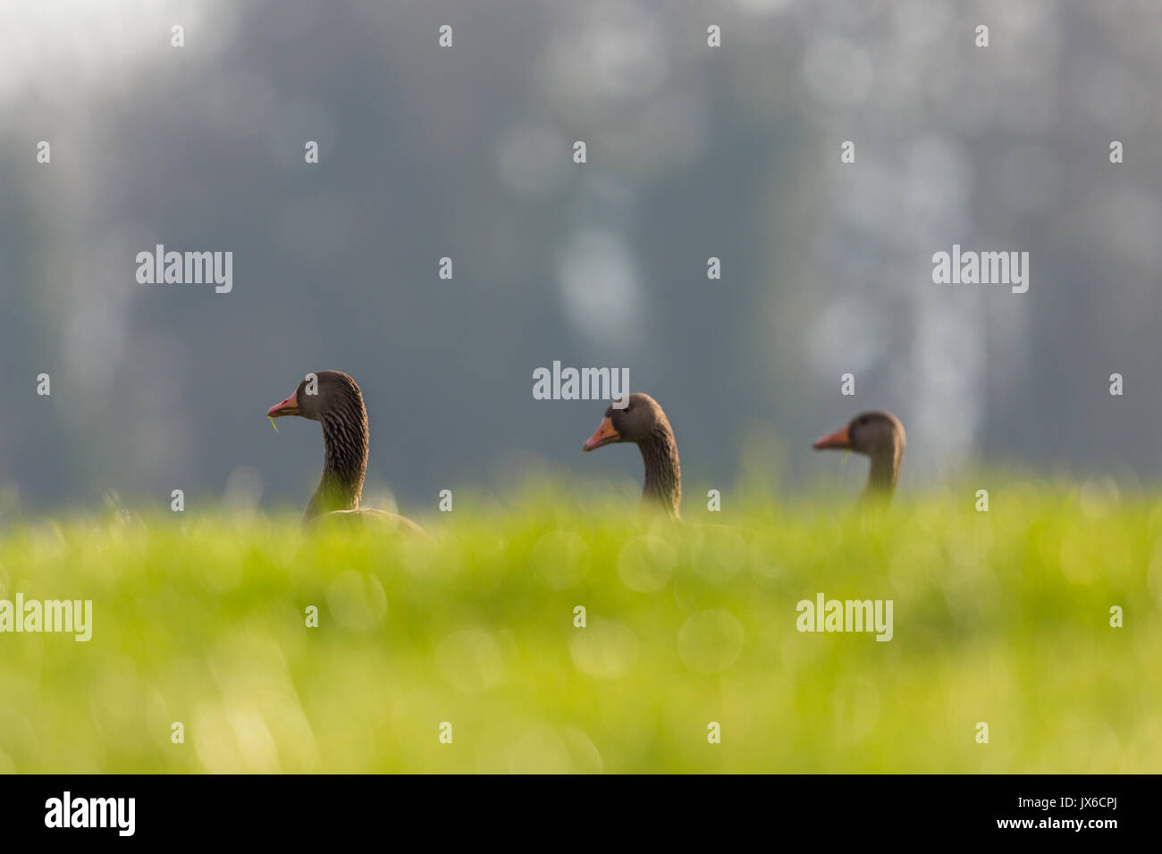 three natural gray geese (anser anser) in the green meadow Stock Photo