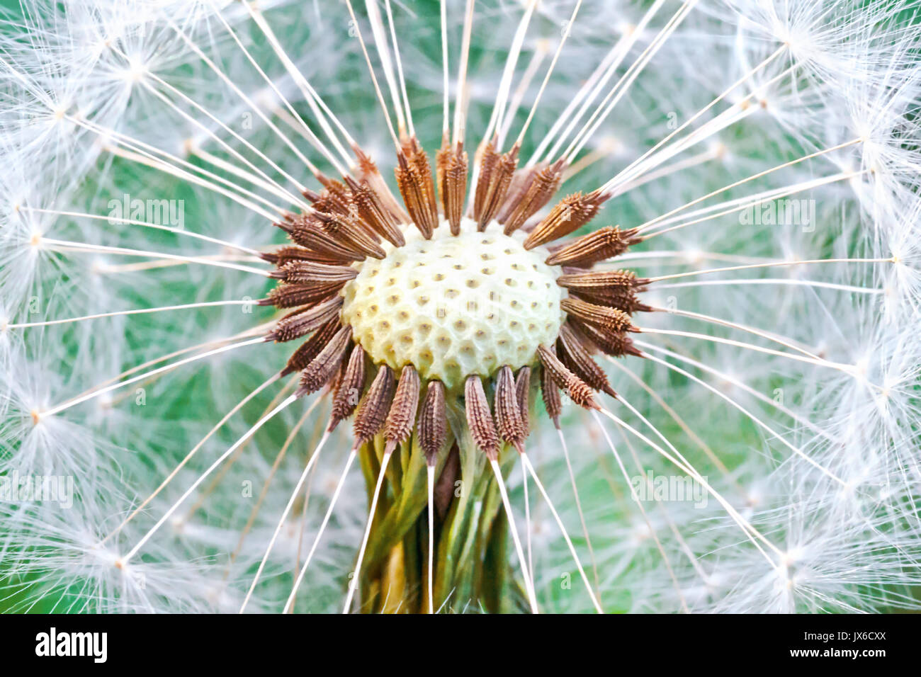 Dandelion seed head. Abstract dandelion flower background, extreme closeup (Macro) with soft focus, beautiful nature details. Soft dreamy tender artis Stock Photo