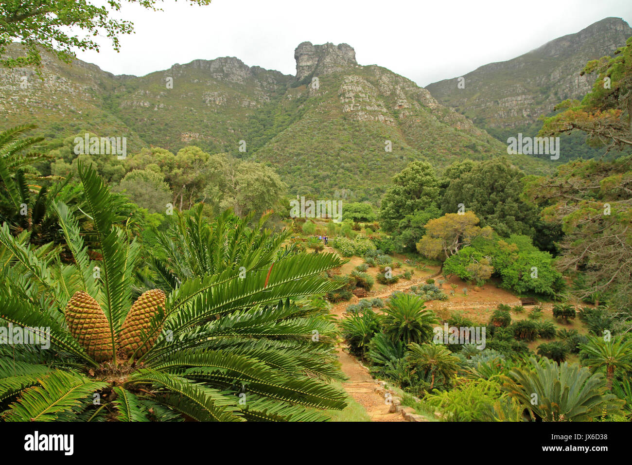 Kirstenbosch National Botanical Garden Cape Town South Africa Stock Kirstenbosch National Botanical Garden Cape Town South Africa Stock
