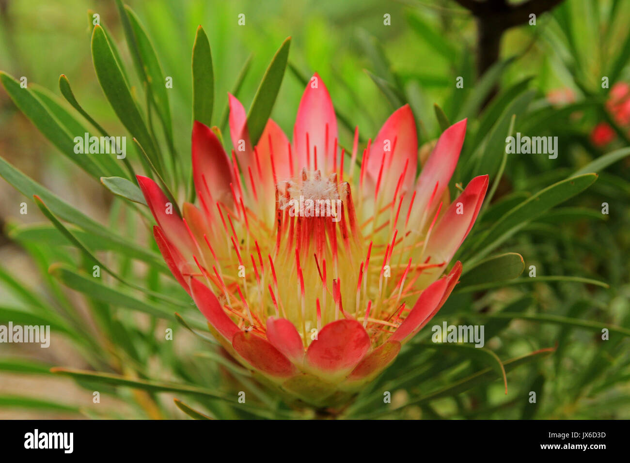 Protea, national flower of South Africa, Kirstenbosch National Botanical Garden, Cape Town, South Africa Stock Photo