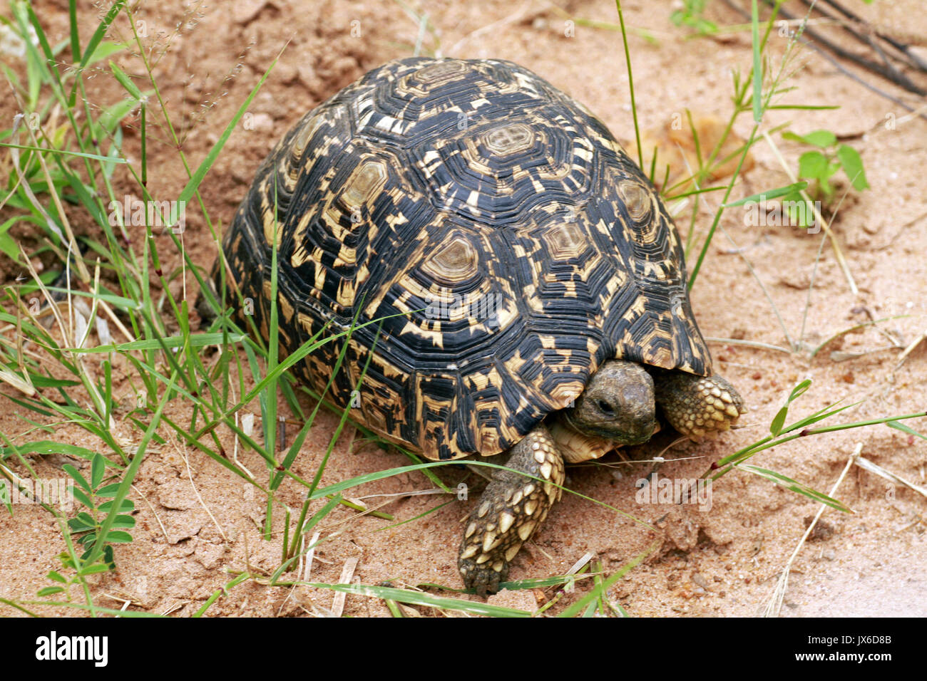 South african tortoise hi-res stock photography and images - Alamy