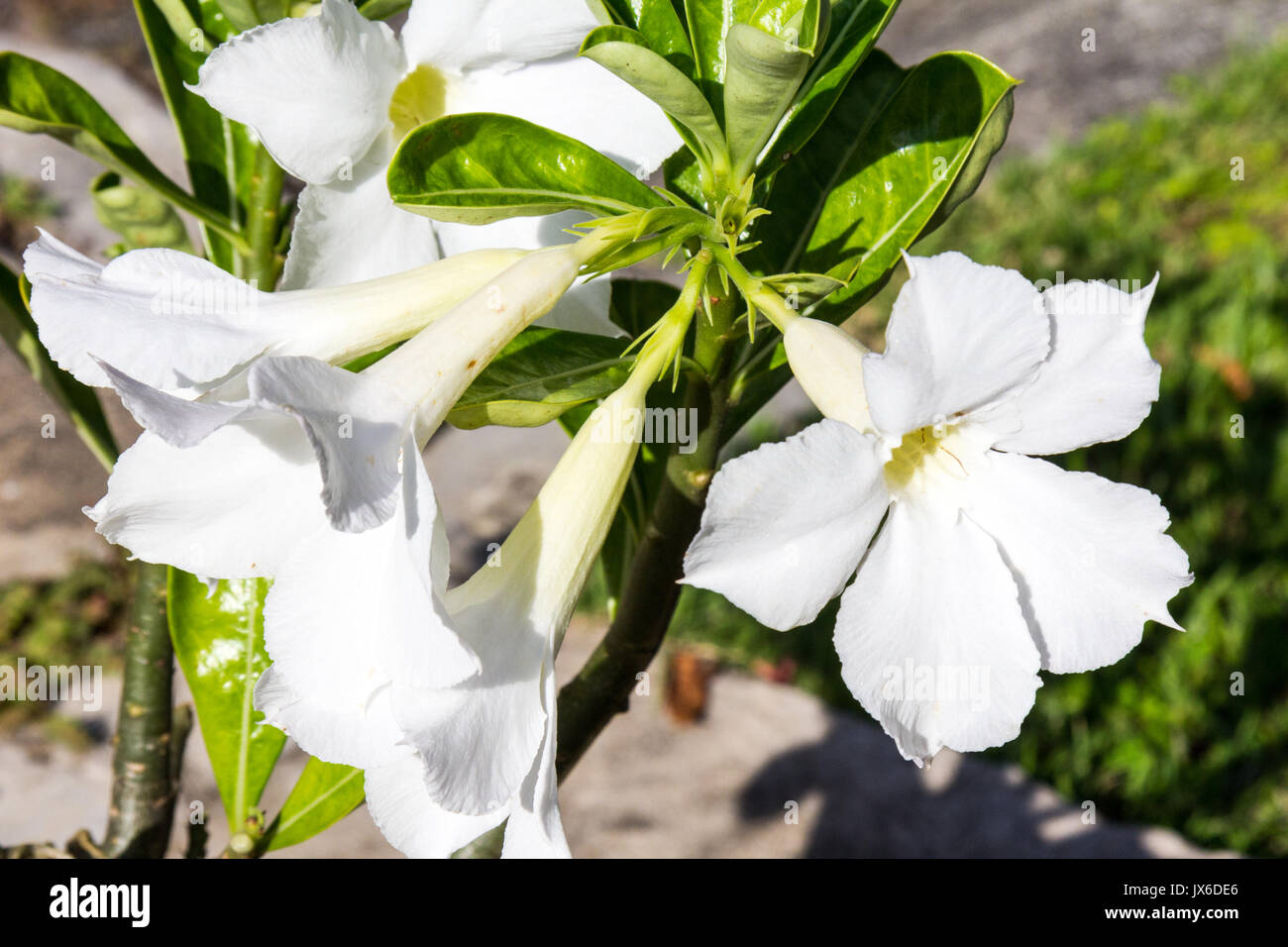 White Adenium flowers (Apocynaceae Stock Photo Alamy
