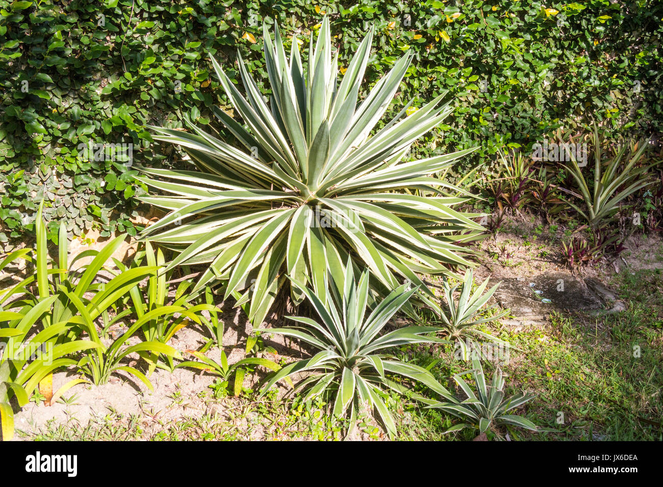 Yucca flacida plant in garden (Agavaceae) Stock Photo