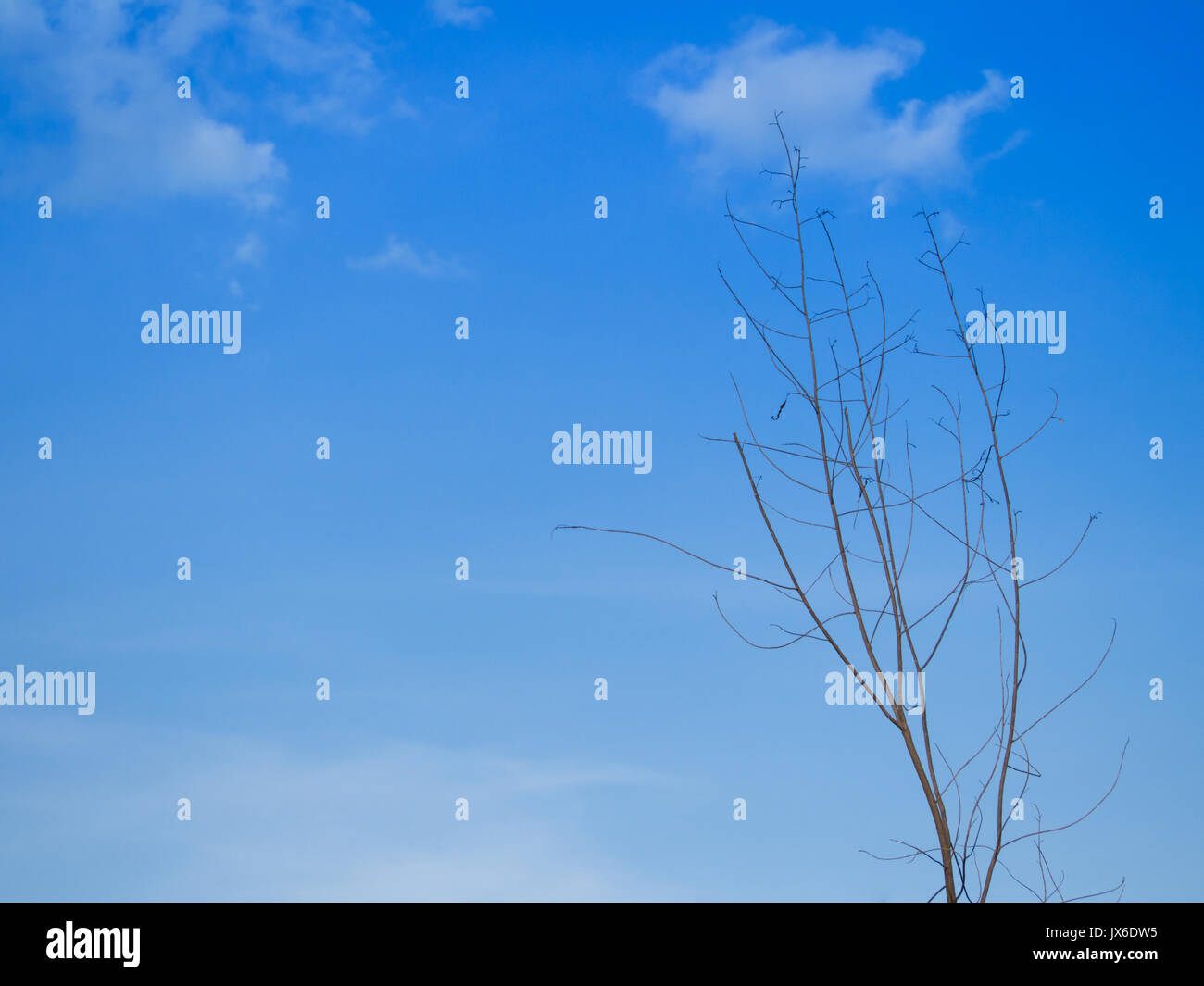 Dry branches of tree against clear blue sky background Stock Photo - Alamy
