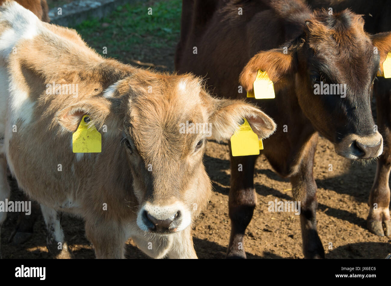 Baby cows. Calves. Stock Photo