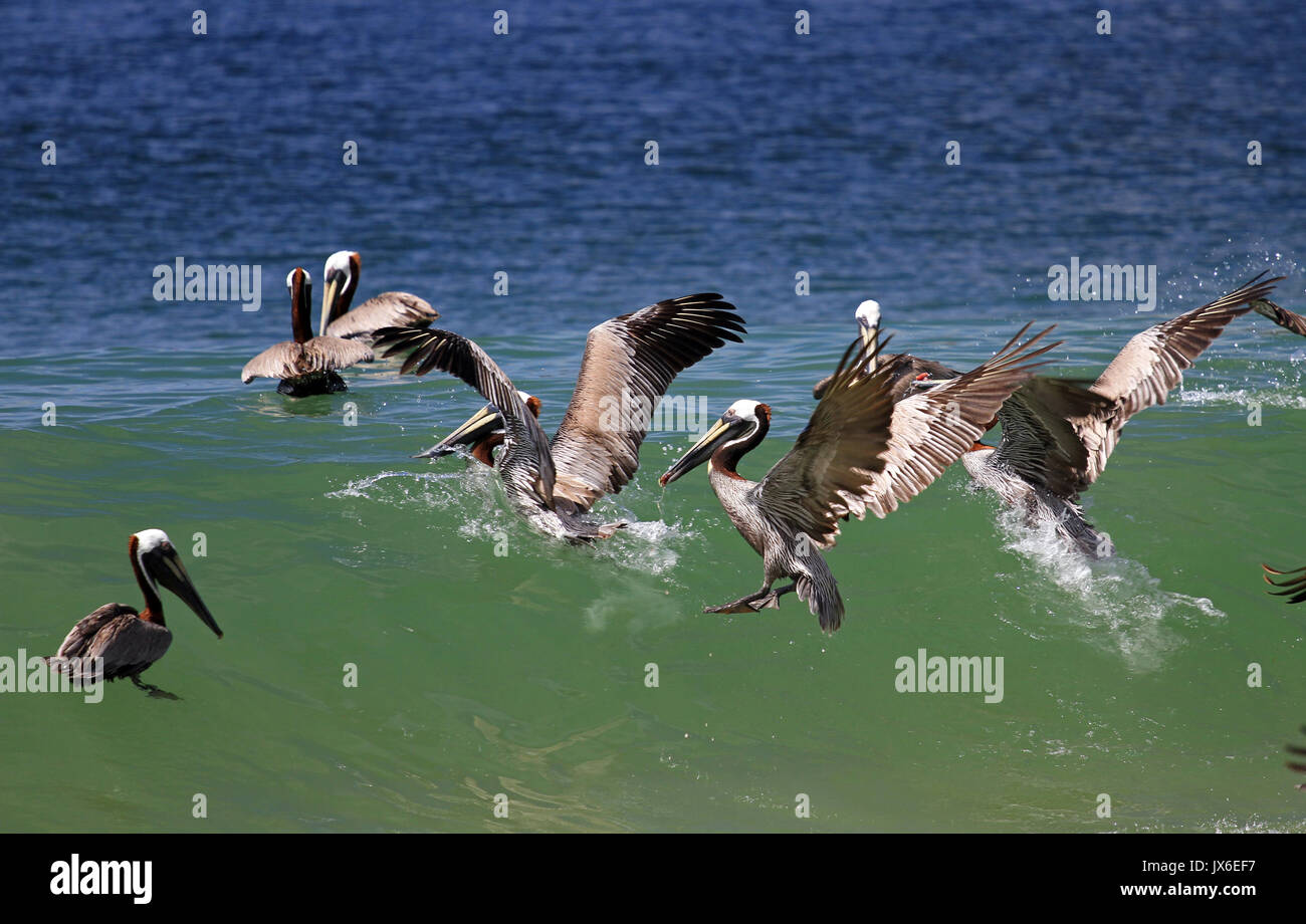 Brown pelican, Margarita Island, Venezuela Stock Photo