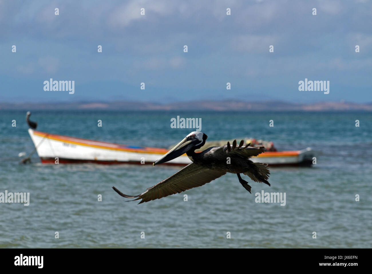 Brown pelican, Margarita Island, Venezuela Stock Photo