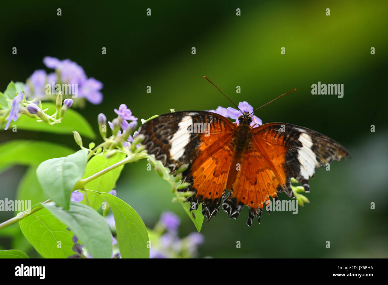 Red lacewing butterfly, Sentosa, Singapore Stock Photo - Alamy