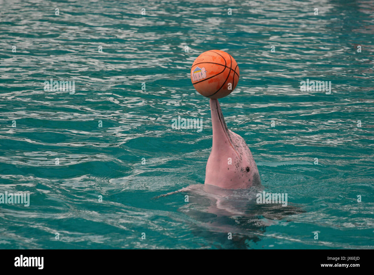 Pink Dolphin, Sentosa, Singapor Stock Photo