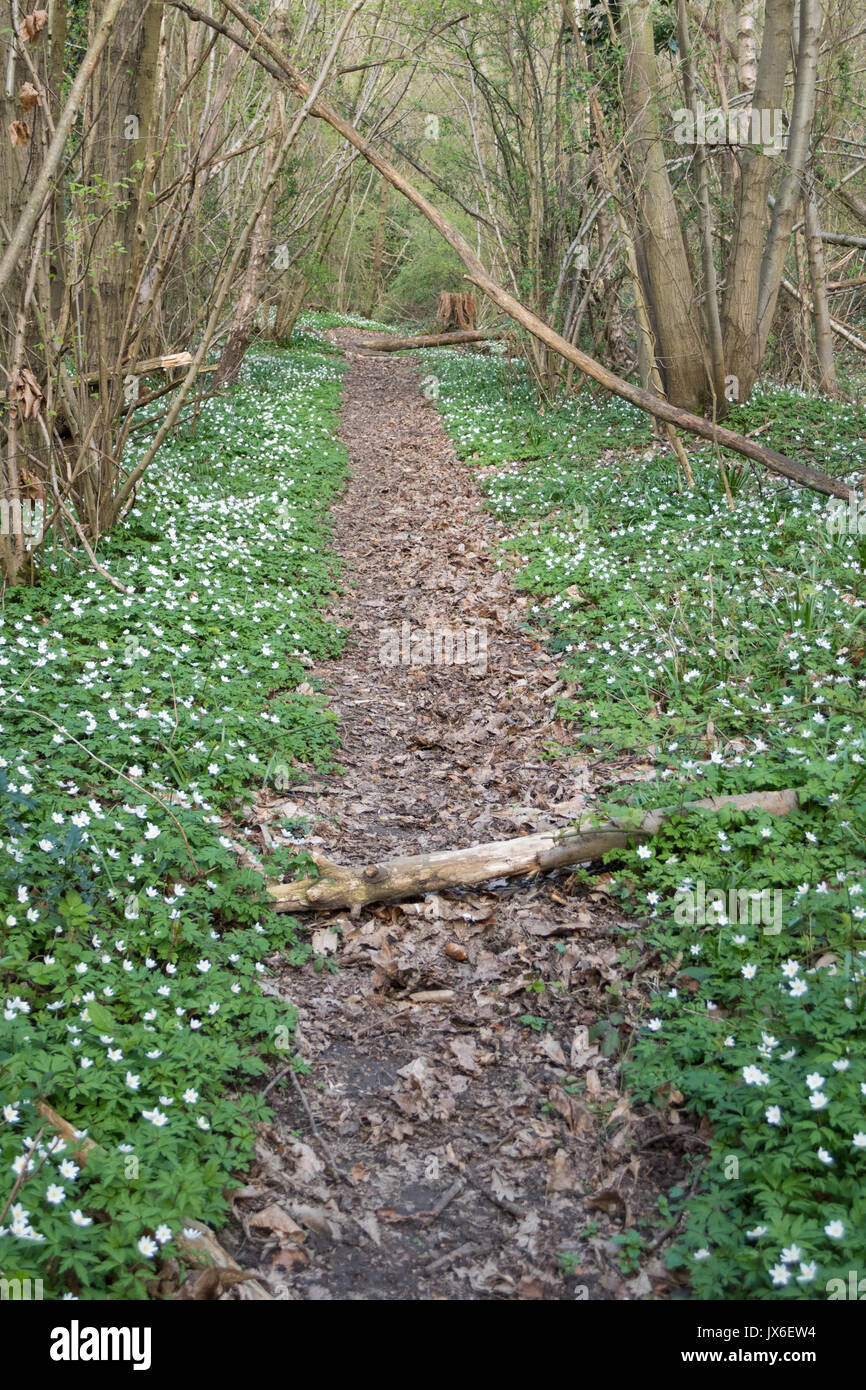 Wood Anemones carpeting English woodland in spring Stock Photo