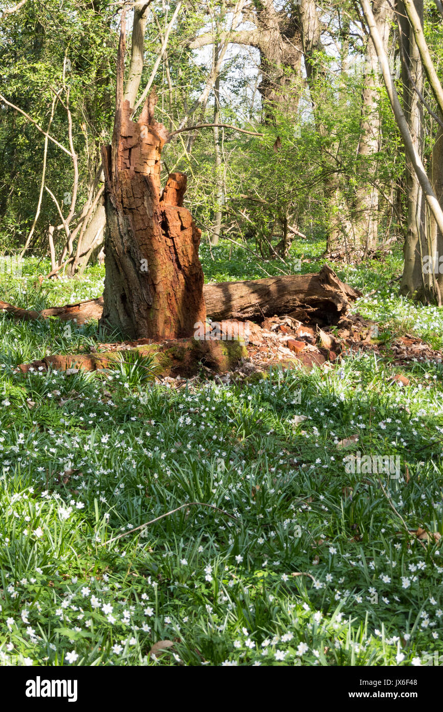 Wood Anemones carpeting English woodland in spring Stock Photo