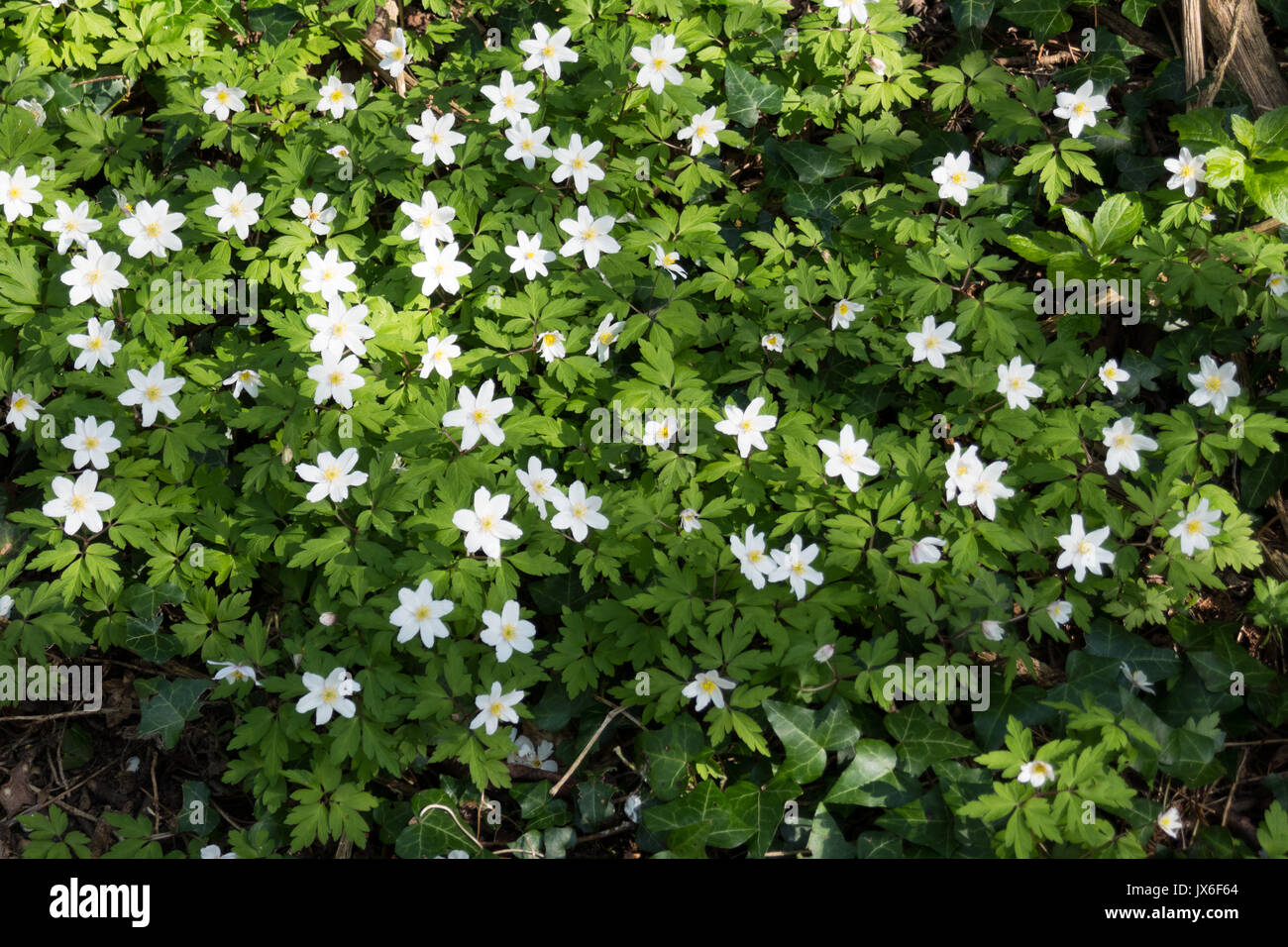 Wood Anemones carpeting English woodland in spring Stock Photo