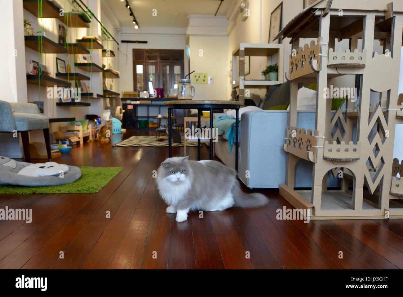 Cat Cafe Singapore Stock Photo Alamy
