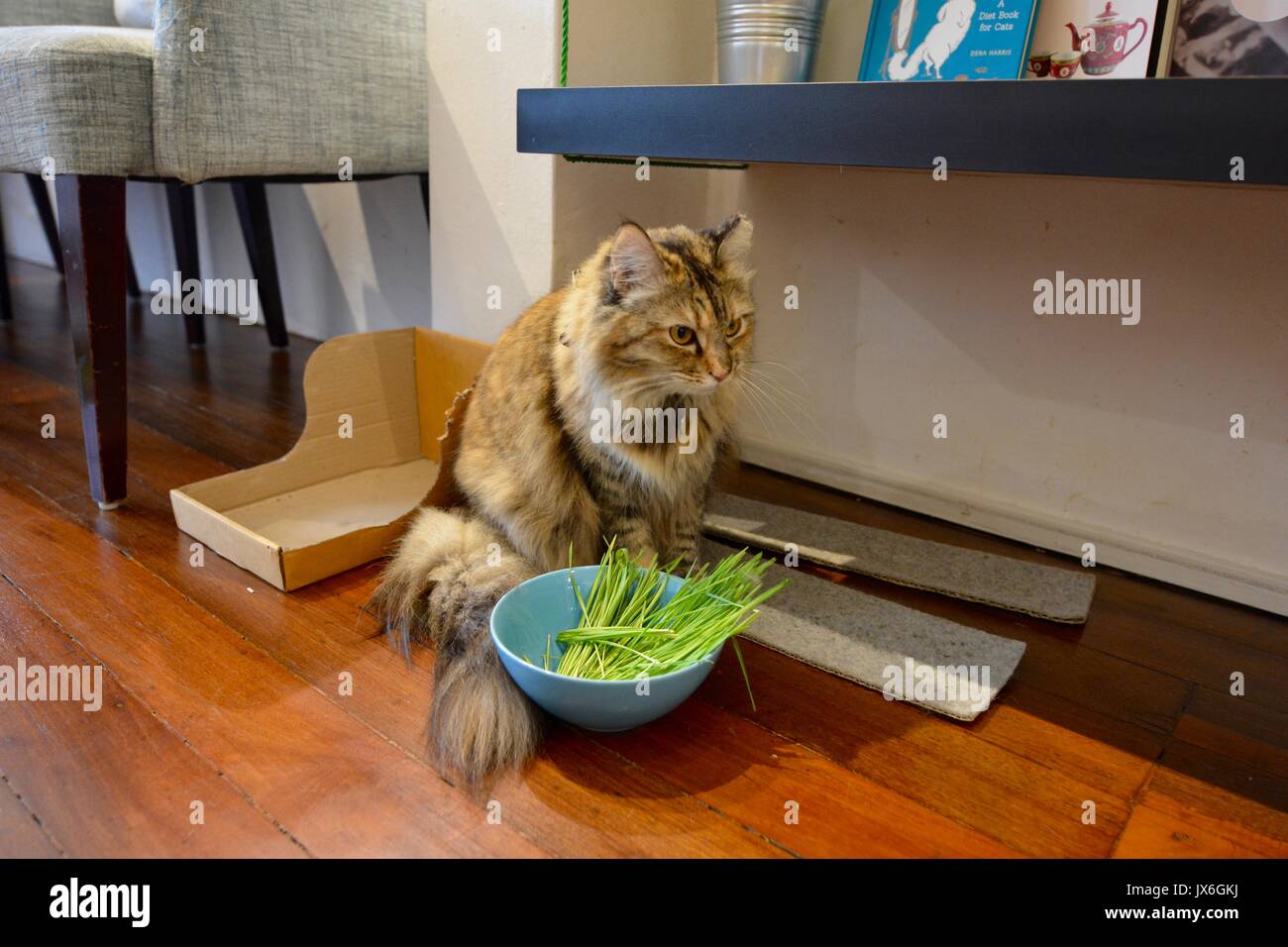 Cat Cafe Singapore Stock Photo Alamy