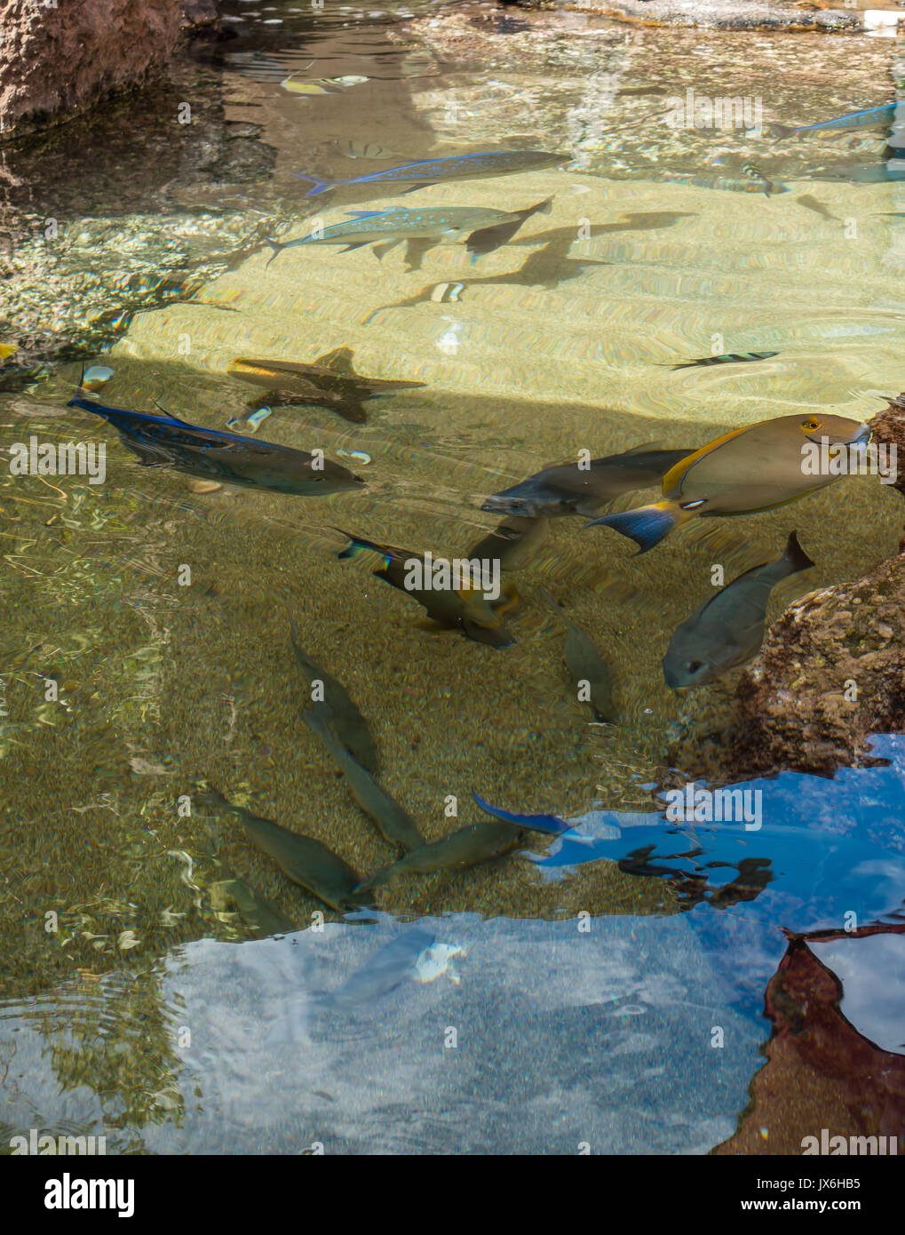 Tropical fish swim in a pont at a Hawaiian aquarium Stock Photo - Alamy