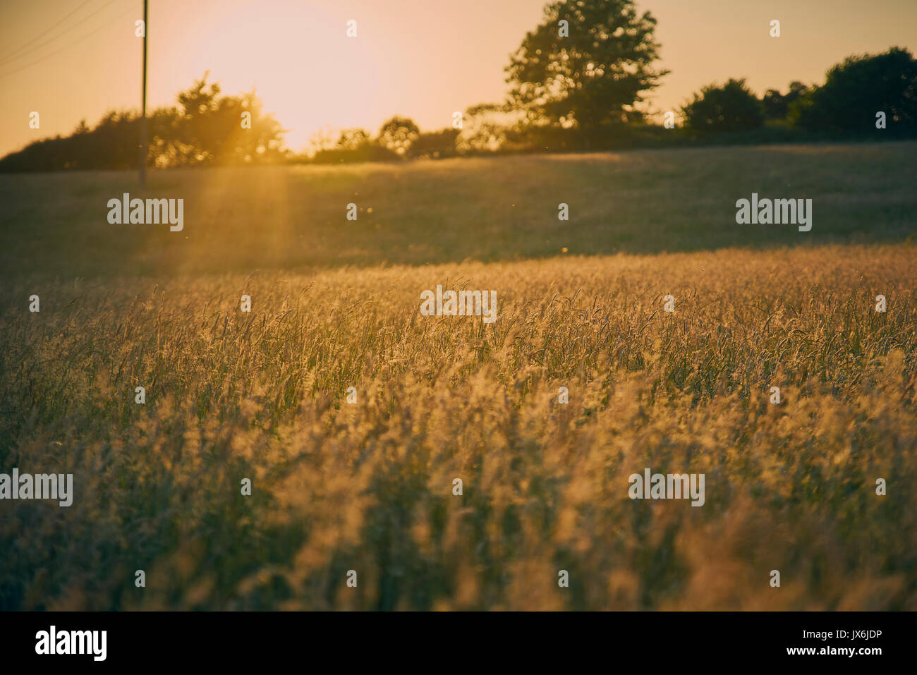 Sunset with golden light across a grass field bokeh Stock Photo - Alamy