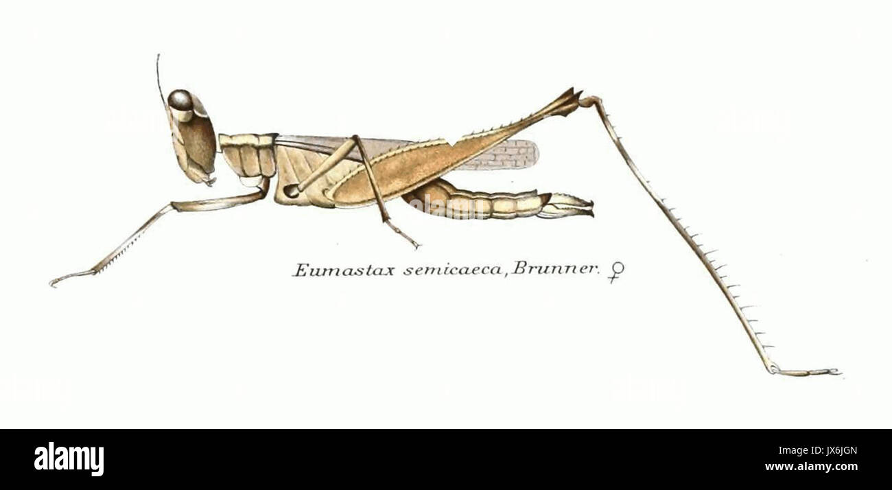 Genera Insectorum   Eumastax semicaeca Stock Photo