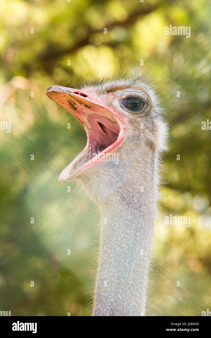 Portrait of ostrich with wide open beak. Vertical Stock Photo
