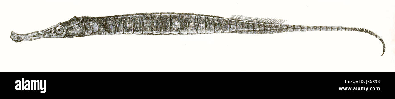 Gastrotokeus biaculeatus Achilles 174 Stock Photo