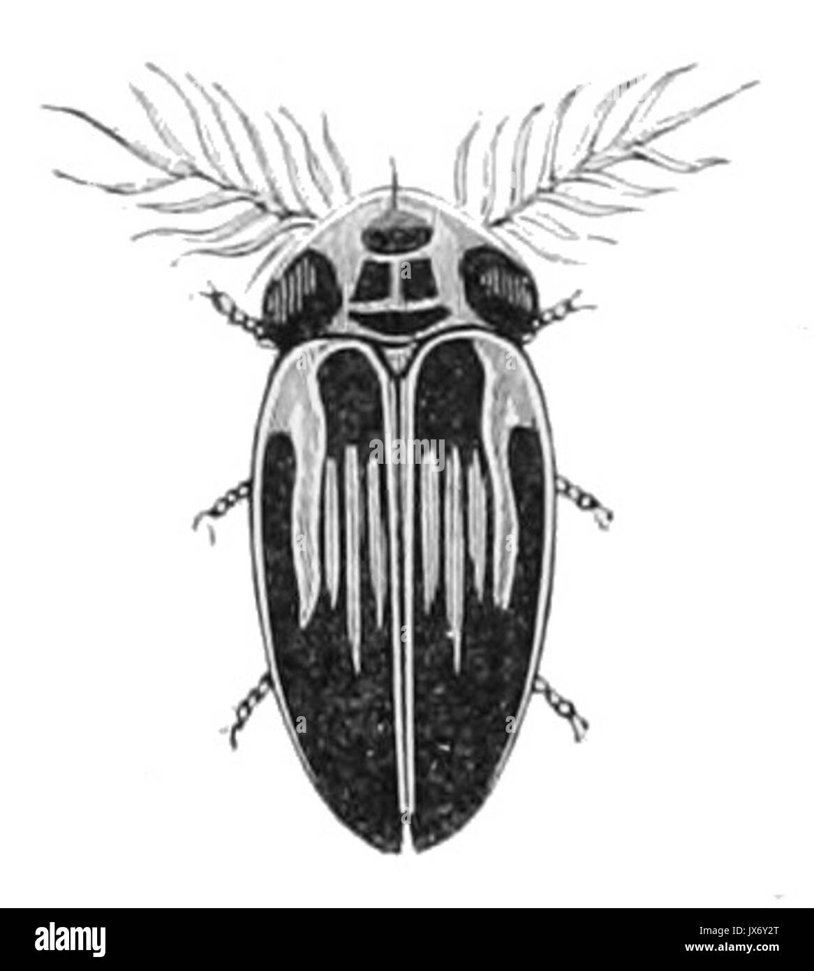 Lamprocera latreillei Stock Photo