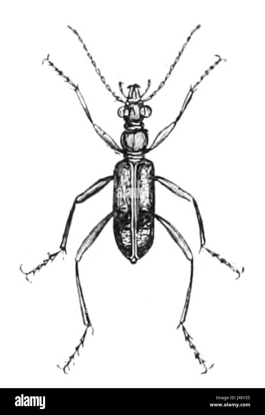 Iresia lacordairei Stock Photo