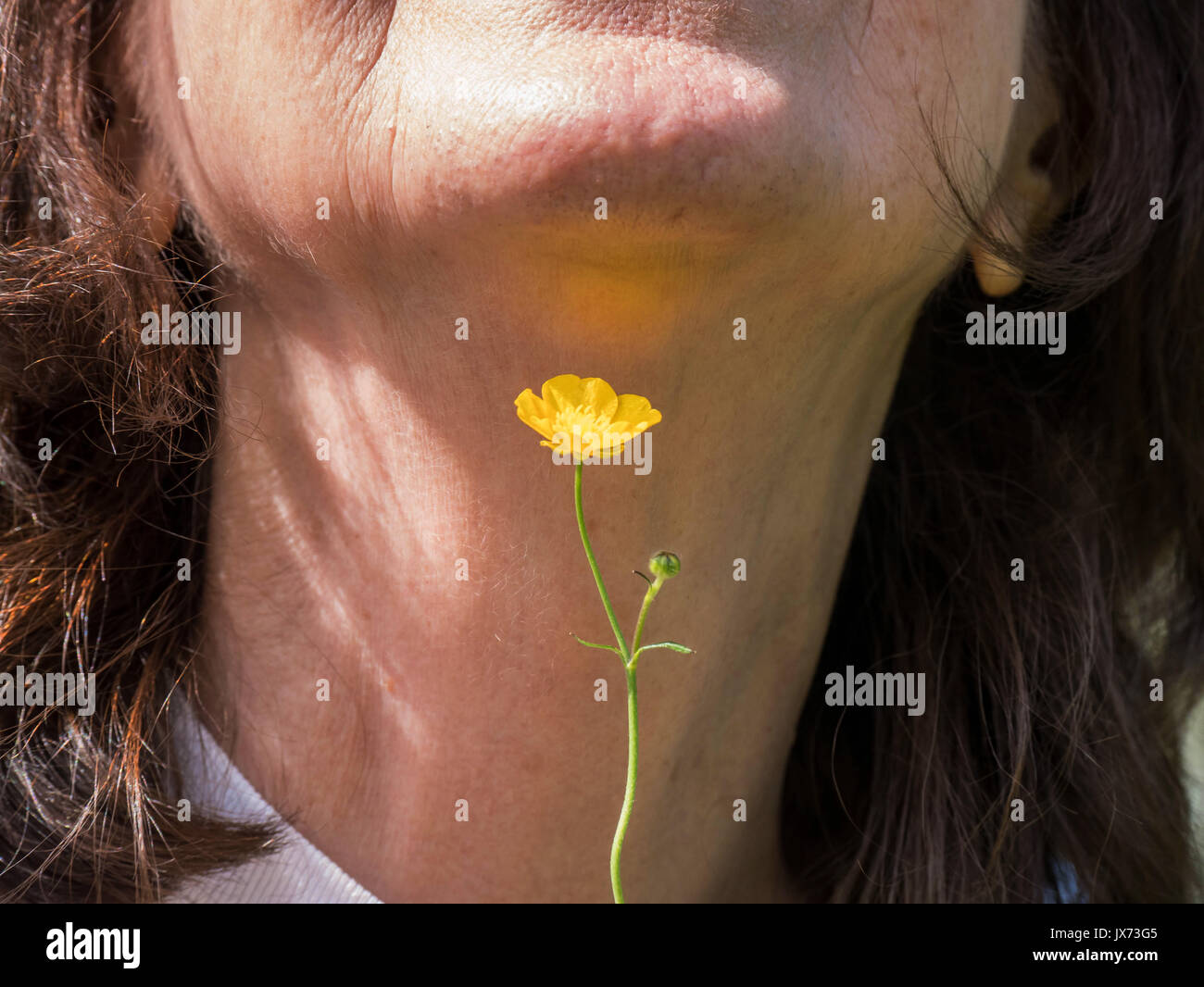 Buttercup like hires stock photography and images Alamy