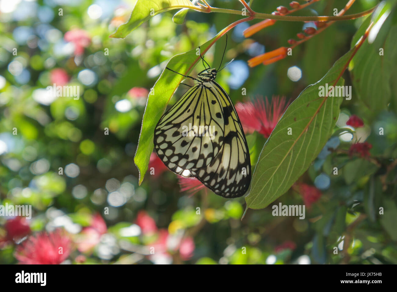Tropical butterfly at Fort Lauderdale Stock Photo Alamy