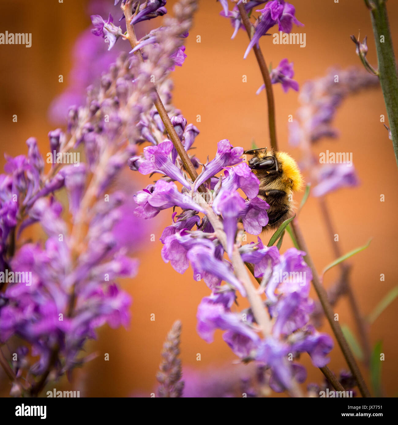 Close up of a Buff Tailed Bumble Bee pollinating during spring, UK, 2017 Stock Photo