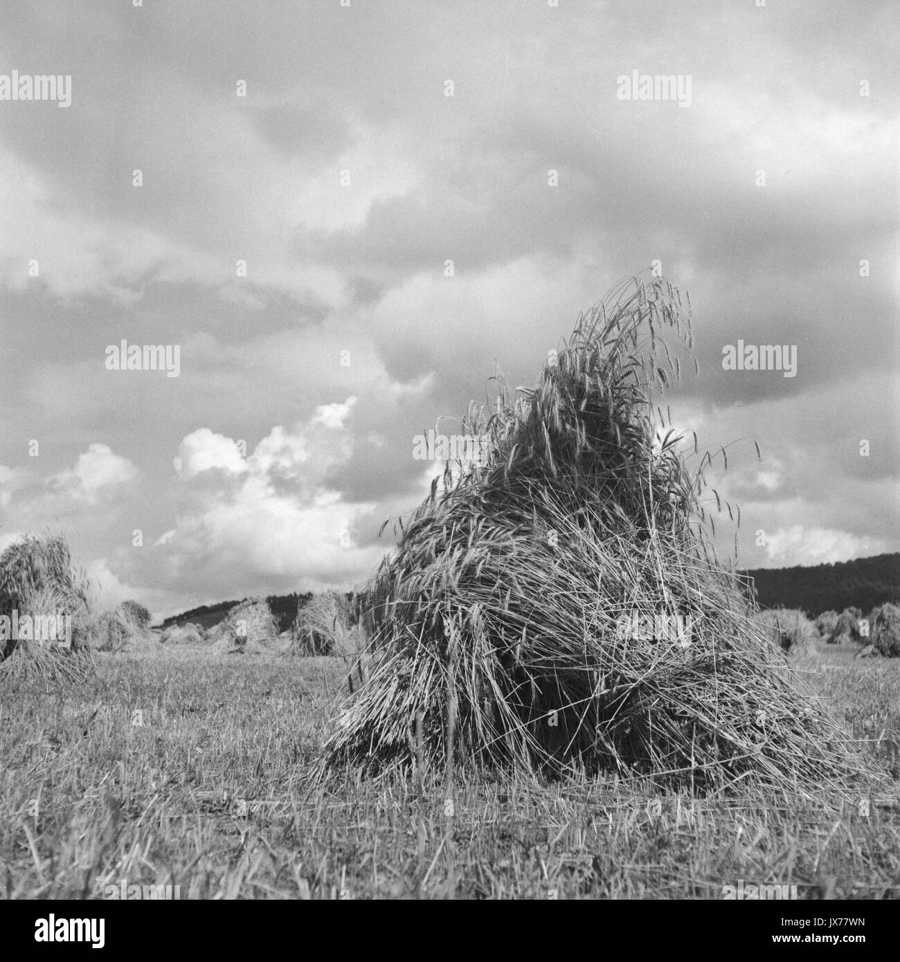 Sheaves Of Wheat High Resolution Stock Photography and Images Alamy