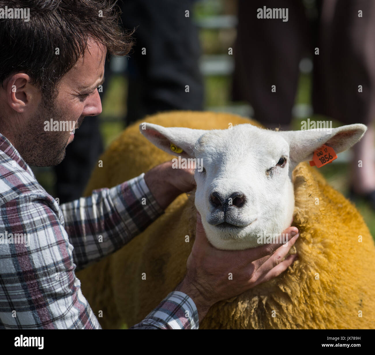 Sheep handler and texel sheep at Southern Agricultural show Stock Photo