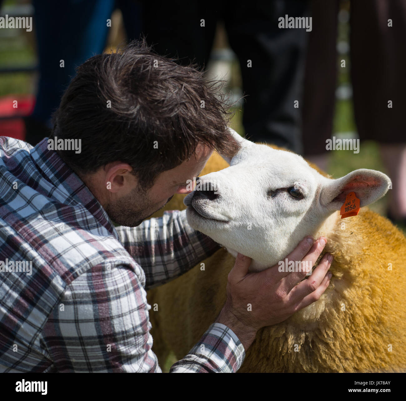 Texel sheep dyed orange sniffing man's face Stock Photo