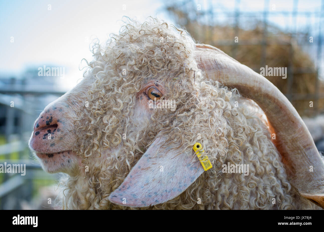 Angora goat at Southern Agricultural show Stock Photo