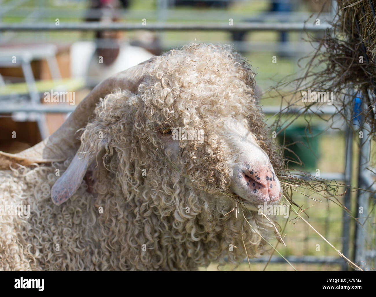 Angora goat at Southern Agricultural show Stock Photo