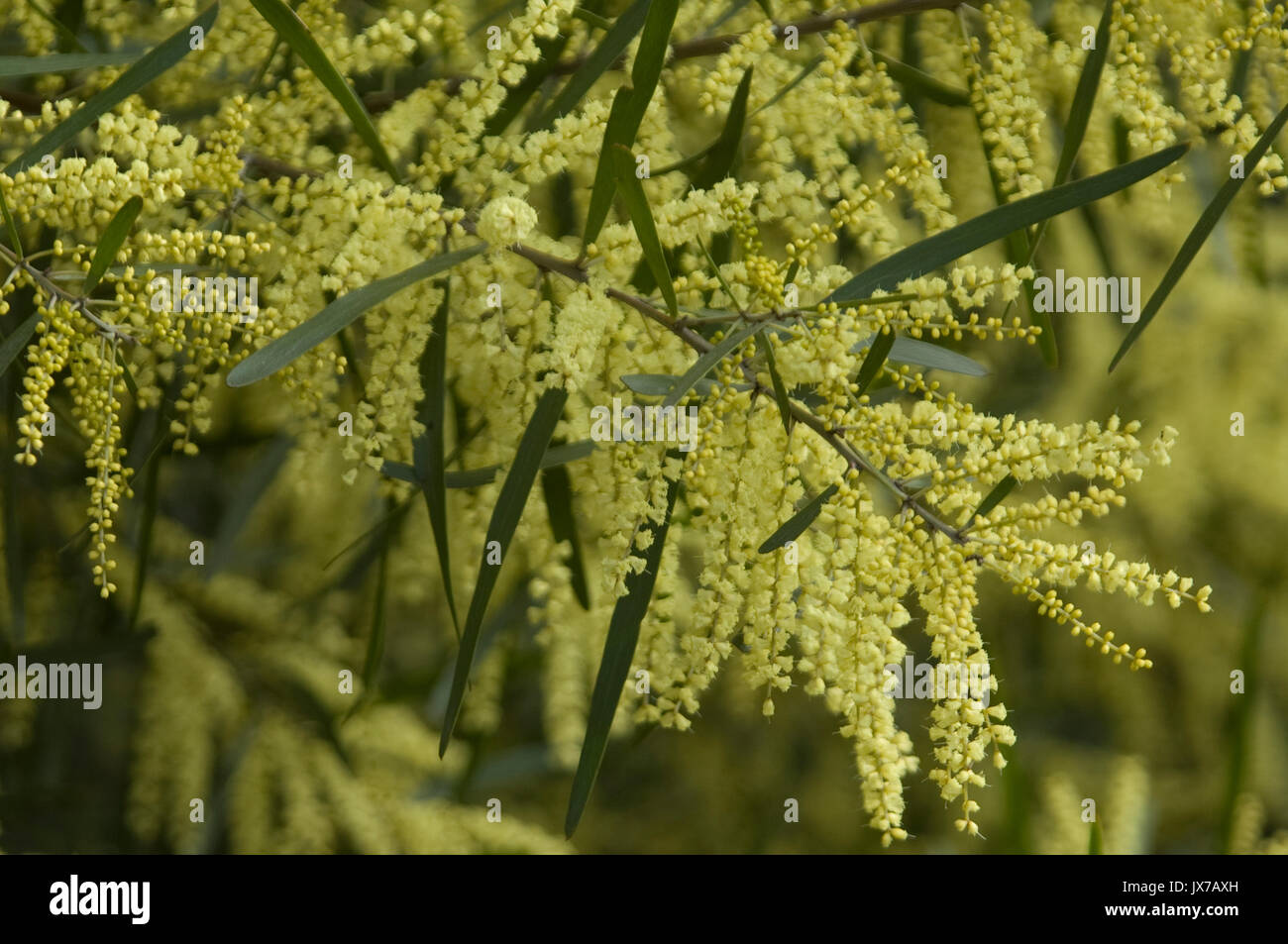 Acacia fimbriate, Fringed Wattle at Sulky, Victoria, Australia Stock Photo