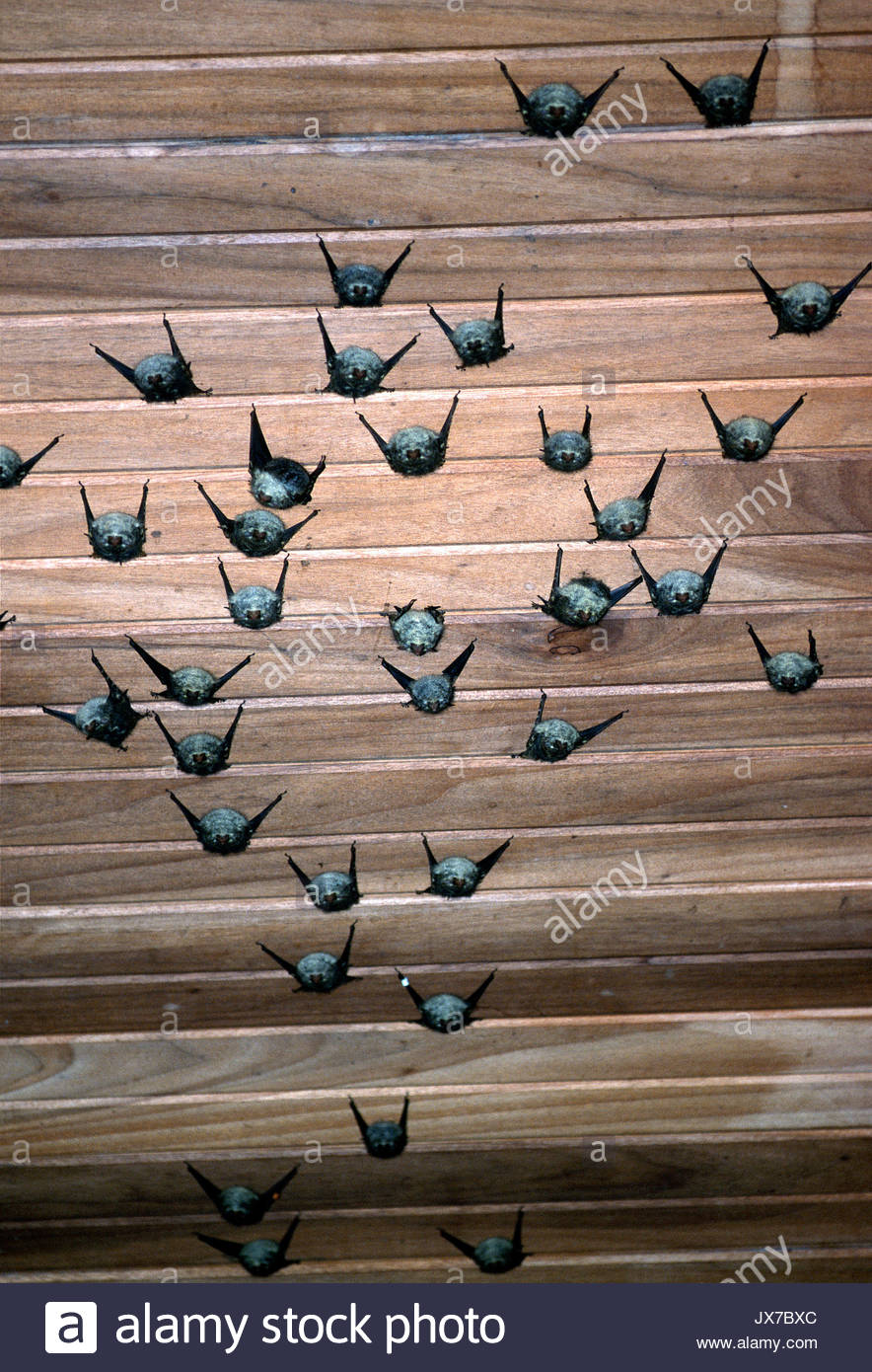 Bats Hanging Stock Photos & Bats Hanging Stock Images Alamy