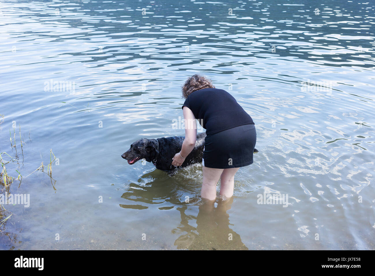 Woman cooling down her dog at river on hot day.   BC Canada Stock Photo