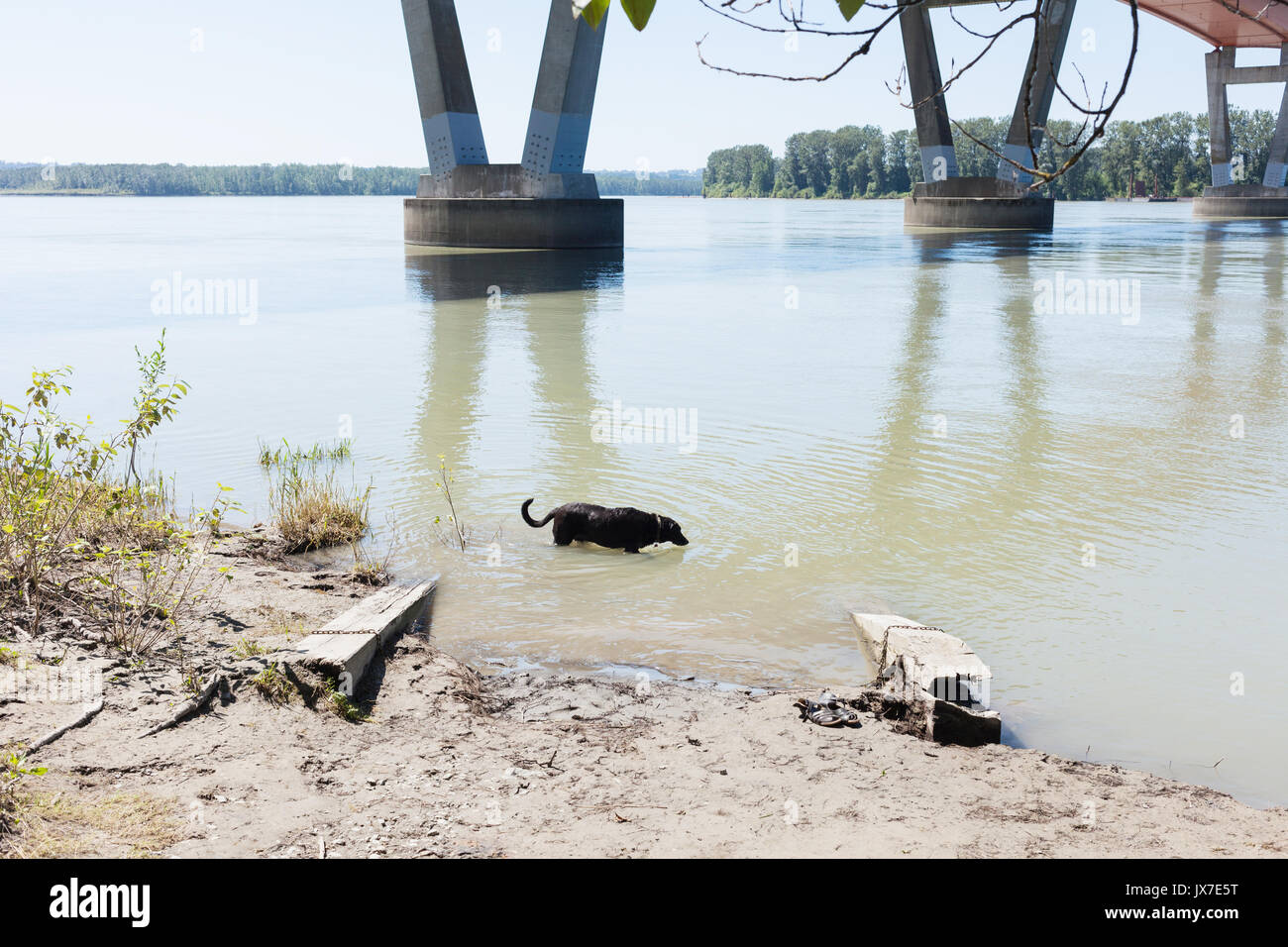 Dog cooling off in Fraser River.  Mission, BC. Canada Stock Photo